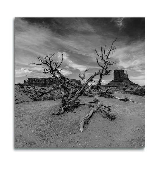 Monument Valley Square black and white fine art print weathered dried tree in foreground desert buttes behind