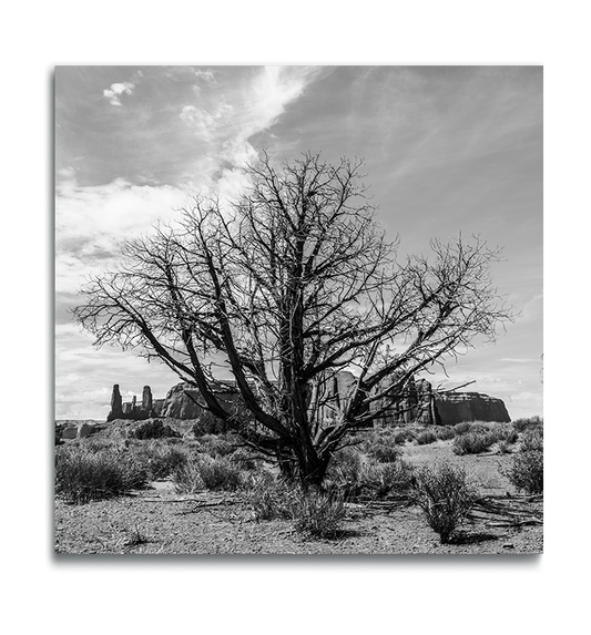 Monument Valley Desert Tree Fine Art Square Metal Print rock ridge and Three Sisters in background