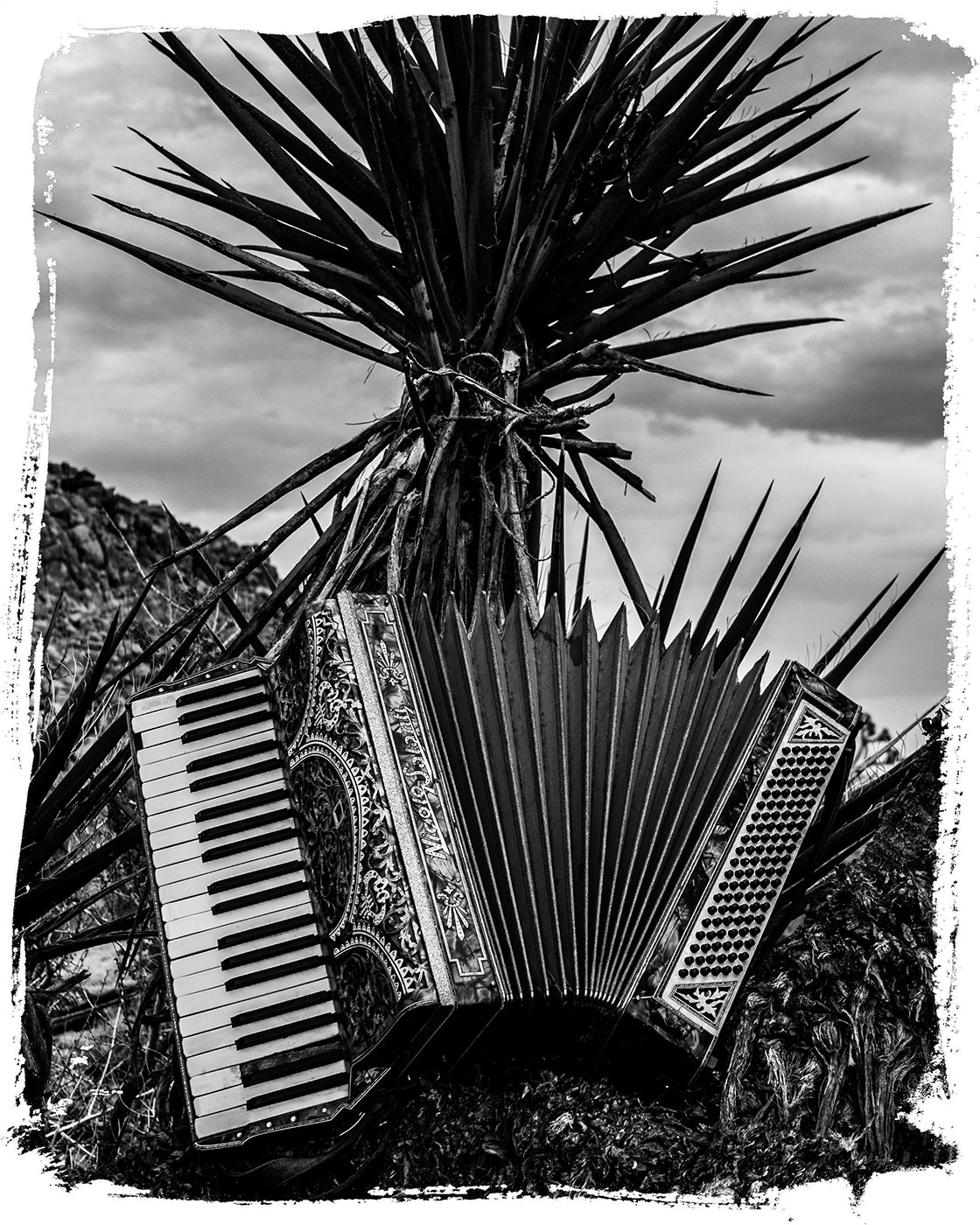 Accordian integrated with a palm tree against a mountainous background