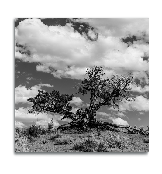 Monument Valley Desert Tree Fine Art Metallic Square Print white clouds in background sagebrush in foreground