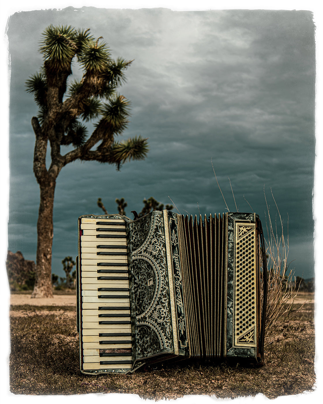 Accordian in a desert landscape with Joshua trees and a stormy sky.