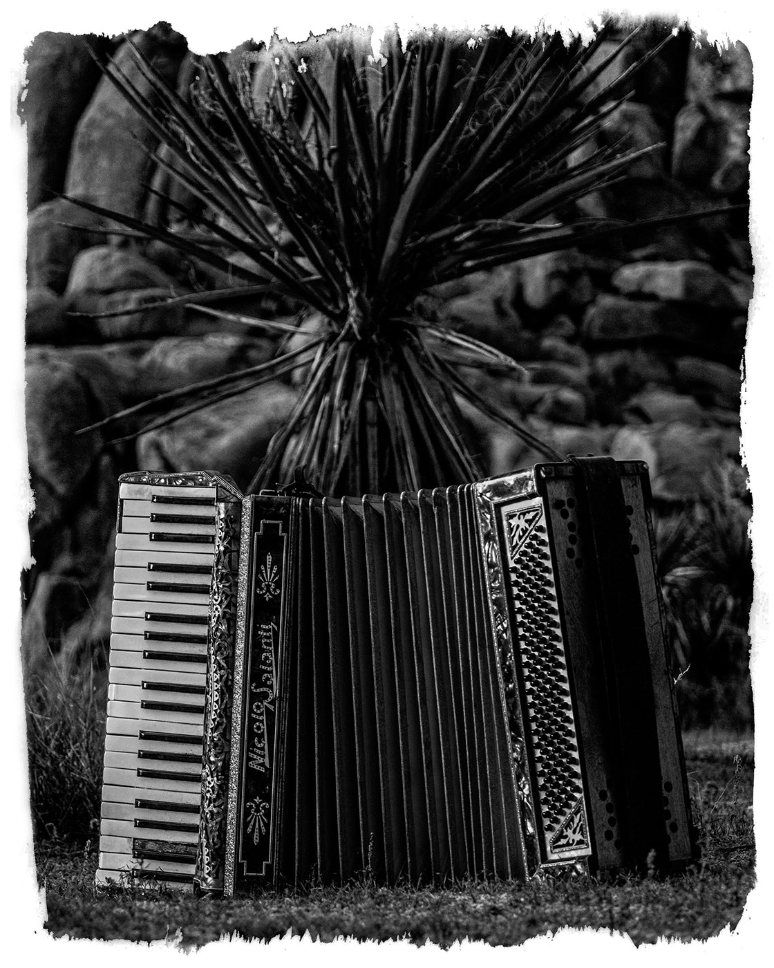 Accordian on grass with plant in background