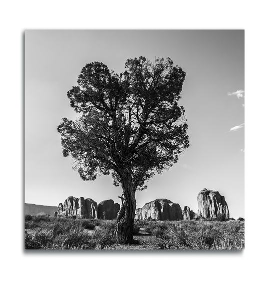 Monument Valley Fine Art Square Metal Print Desert Tree standing tall in foreground rock ridge in background