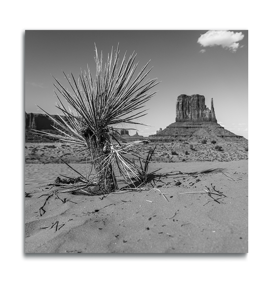 Monument Valley Black and White Square Metallic Print dried desert succulent in foreground iconic butte in background single white cloud above