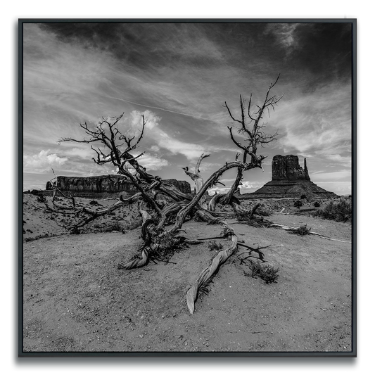 Black and white landscape of a desert with a dead tree and Monument Valley in the background.