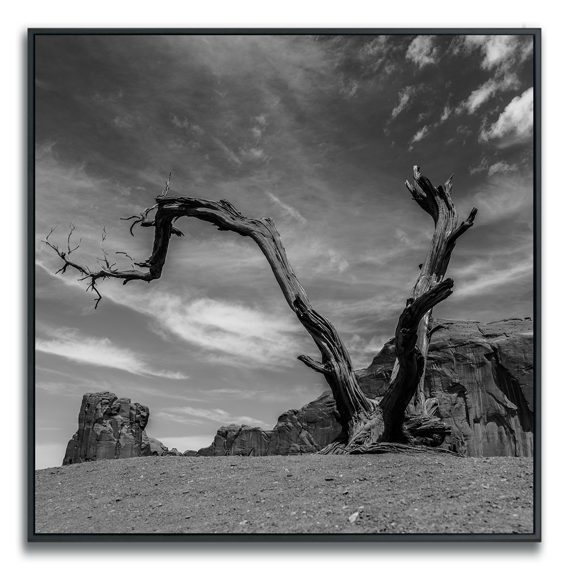 Dead tree with twisted branches against a dramatic sky and rocky landscape in Monument Valley