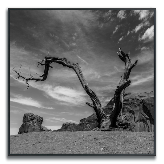 Dead tree with twisted branches against a dramatic sky and rocky landscape in Monument Valley
