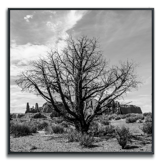 Black and white photograph of a lone dried tree in foreground, Monument Valley in distance.