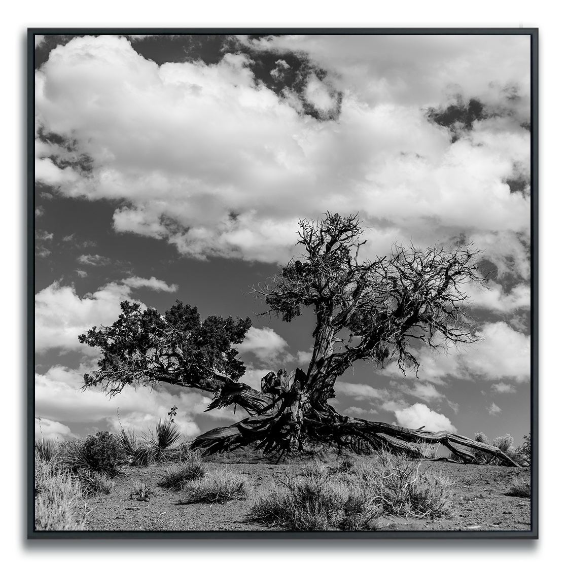 Black and white photograph of a large tree with a rugged trunk against a cloudy sky.