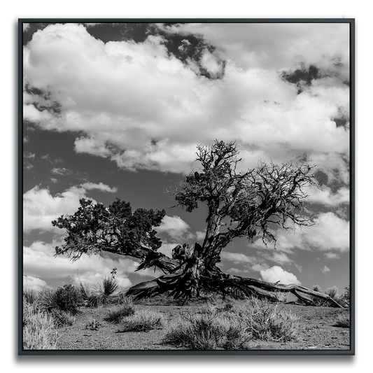 Black and white photograph of a large tree with a rugged trunk against a cloudy sky.