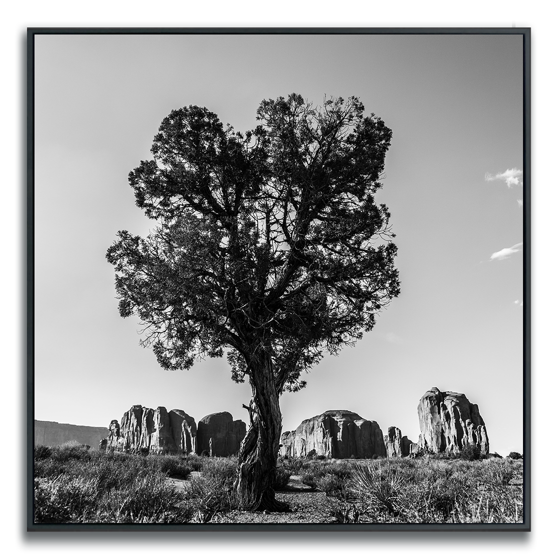 Framed black and white square photograph desert tree with Monument Valley rock ridges in distance.