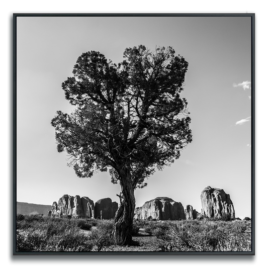 Framed black and white square photograph desert tree with Monument Valley rock ridges in distance.