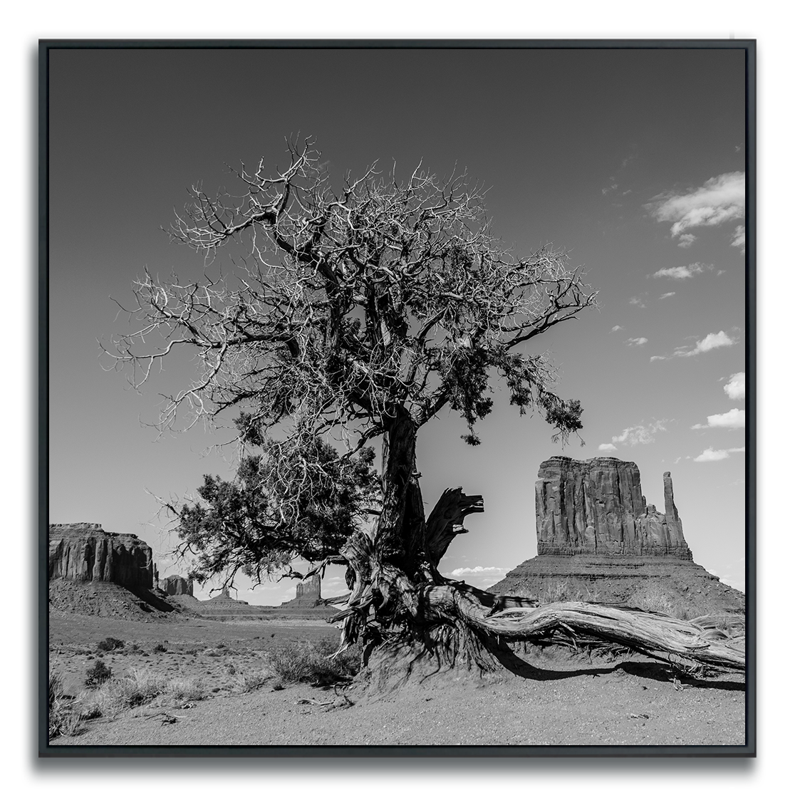 Black and white photograph of a dried desert tree, iconic Monument Valley buttes in background.