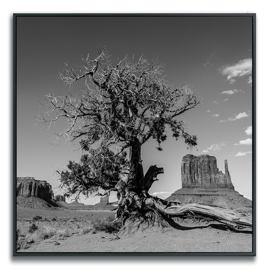 Black and white photograph of a dried desert tree, iconic Monument Valley buttes in background.