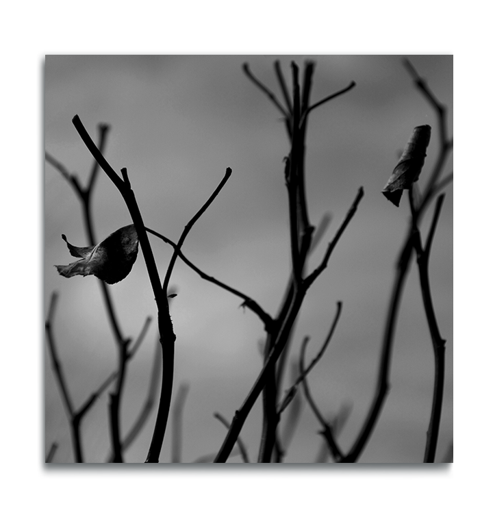 Fine art black and white photograph stark branches and dried leaves against blurred background