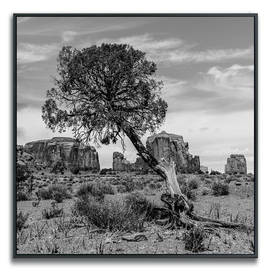 Black and white photograph of a lone slanted tree Monument Valley rock formations in background.
