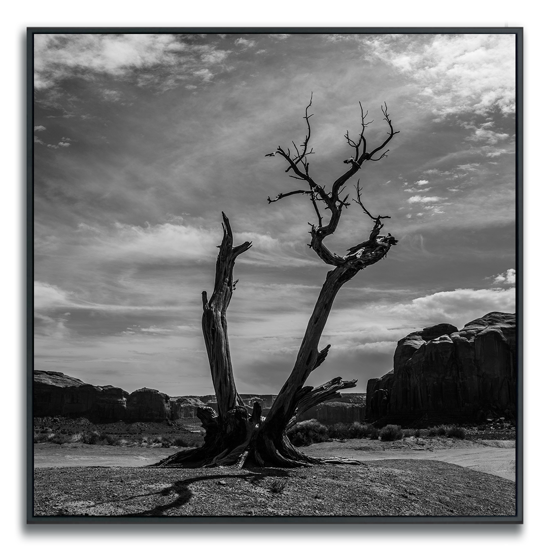 Black and white photograph of a lone, dead tree branched in two cradled by rock formations against a cloudy sky in Monument Valley.