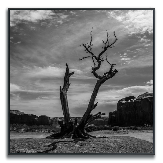 Black and white photograph of a lone, dead tree branched in two cradled by rock formations against a cloudy sky in Monument Valley.