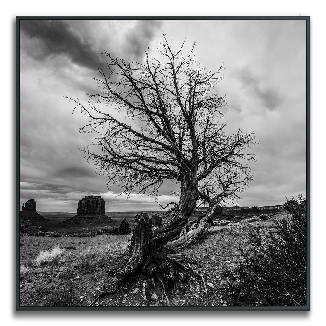 Black and white photograph of a lone curved tree in foreground, iconic Monument Valley buttes in background.