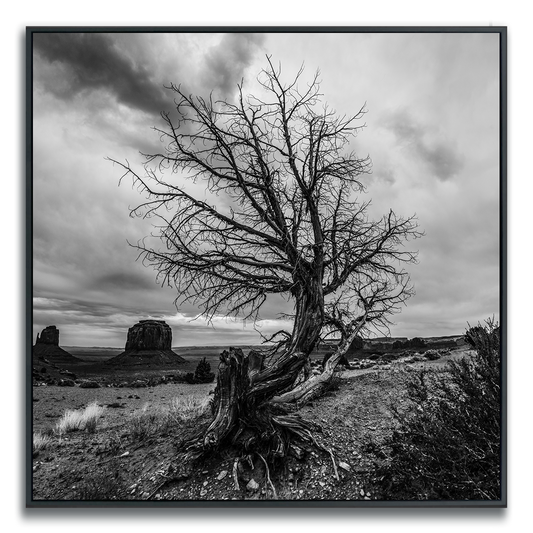 Black and white photograph of a lone curved tree in foreground, iconic Monument Valley buttes in background.