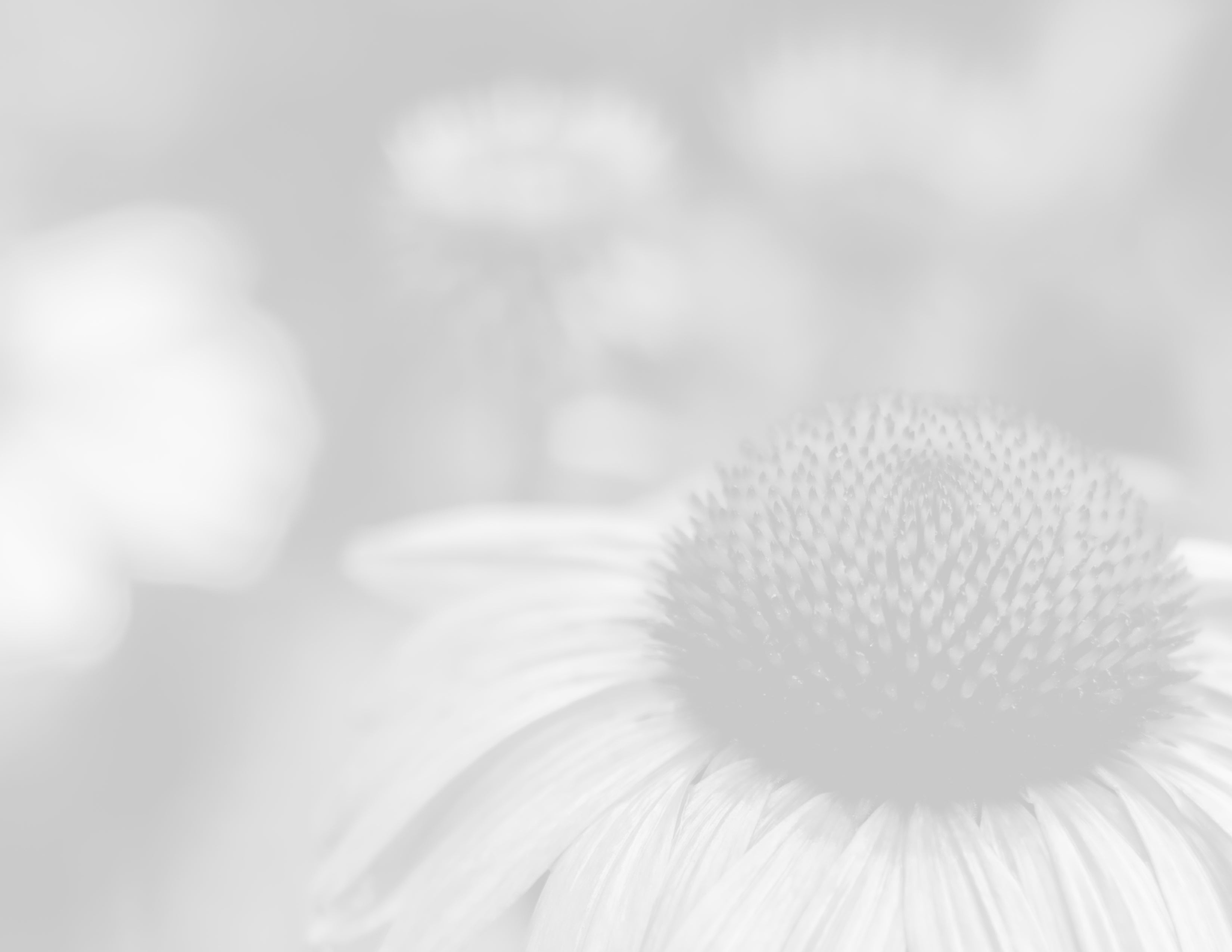 Black and white closeup echinacea cone flower in foreground