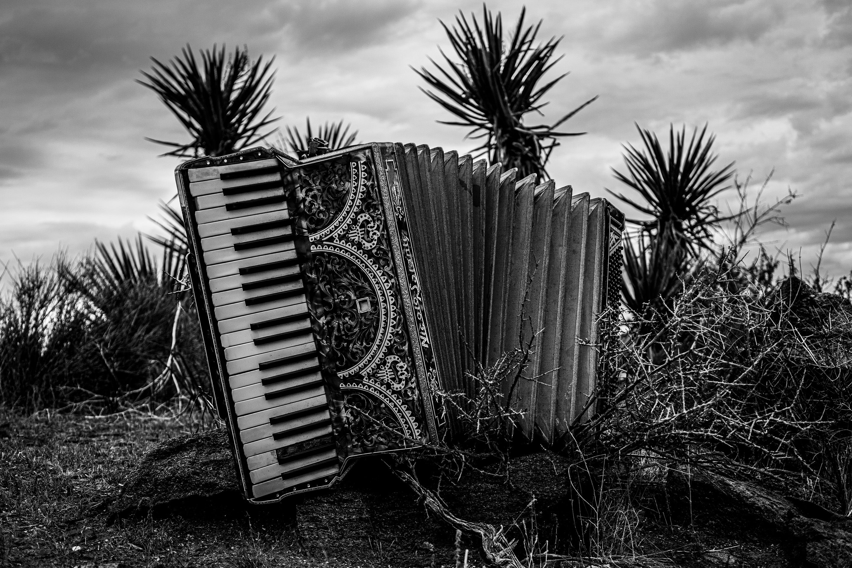 Accordian in a natural setting with plants and sky.
