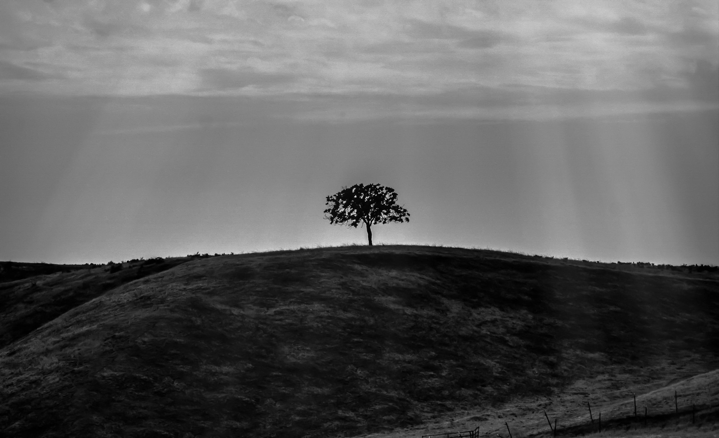 Fine art photography commission tiny tree perched on rolling hills beneath sky with white clouds and rays of sunshine