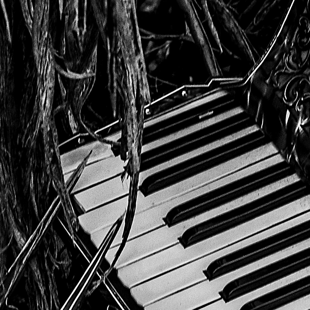 Piano keys surrounded by leaves in black and white