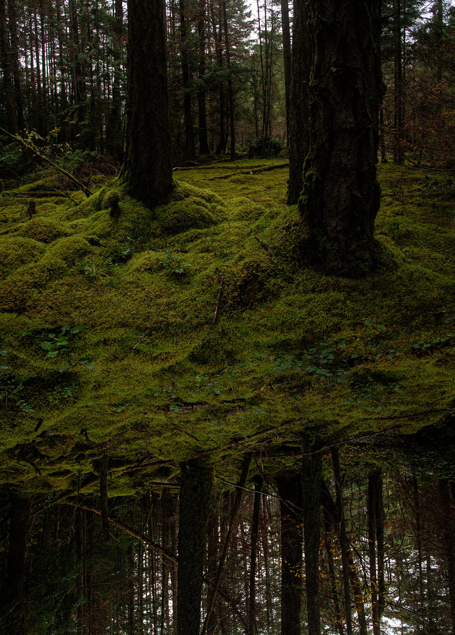 Tranquil forest scene with tall trees rising from a moss-covered floor in soft, filtered light.