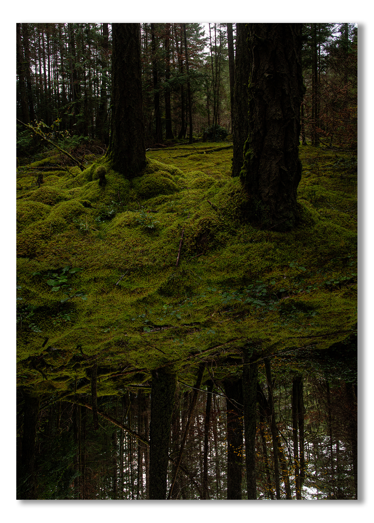 Moss-covered forest floor with trees in the background