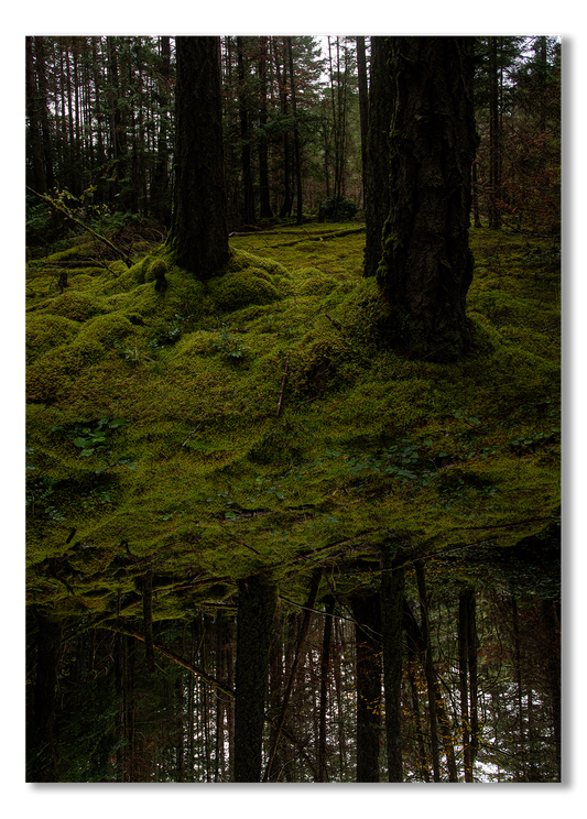 Moss-covered forest floor with trees in the background