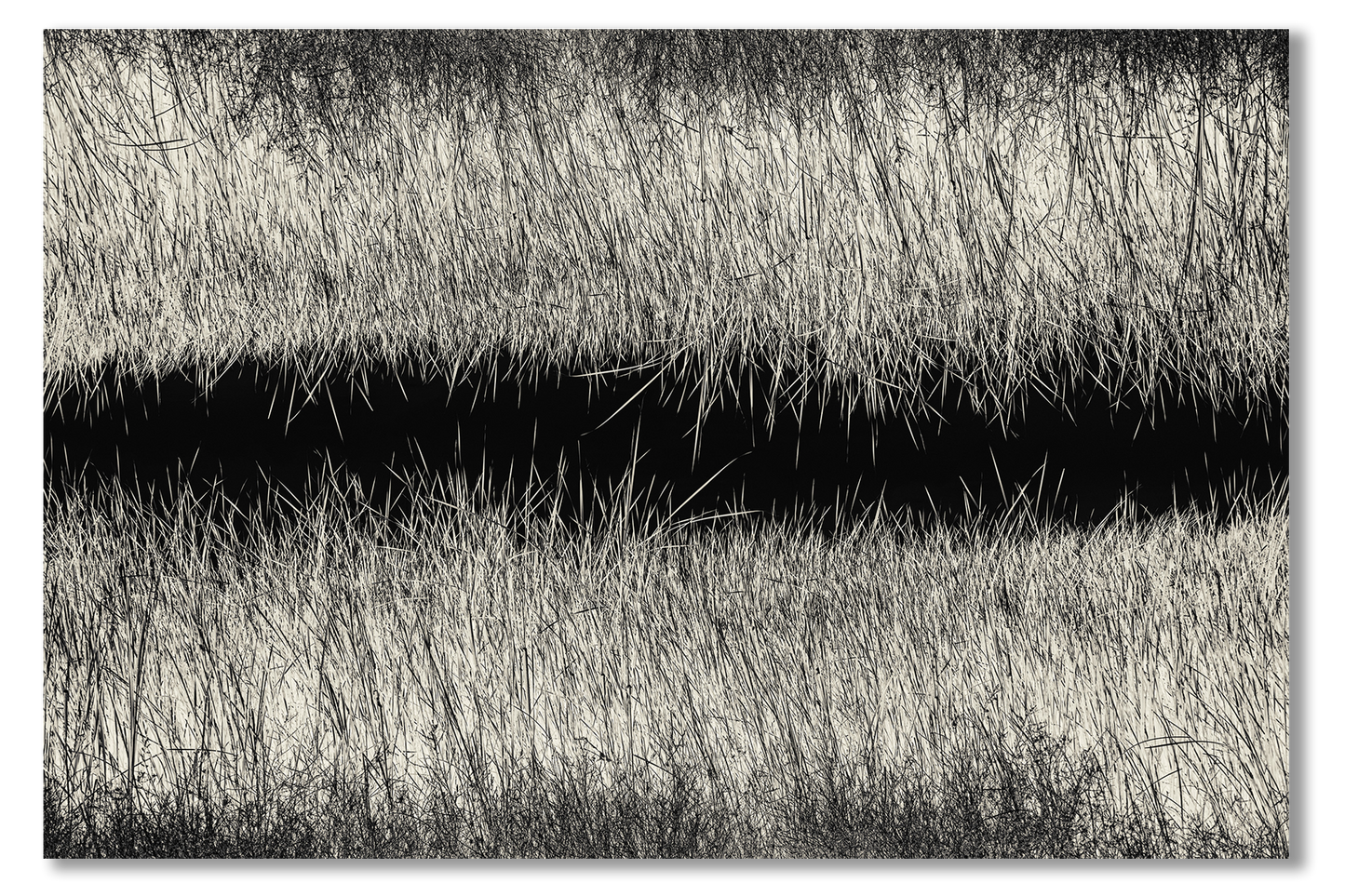 Black and white photo of grasses with a water reflection