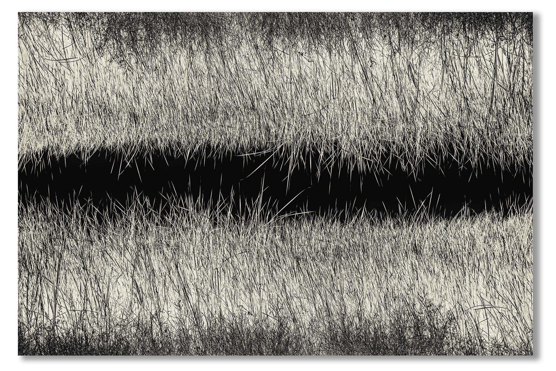 Black and white photo of grasses with a water reflection