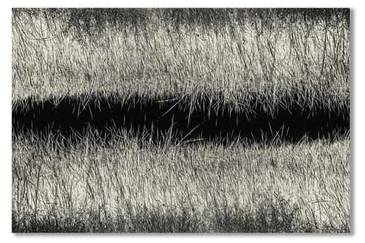 Black and white photo of grasses with a water reflection