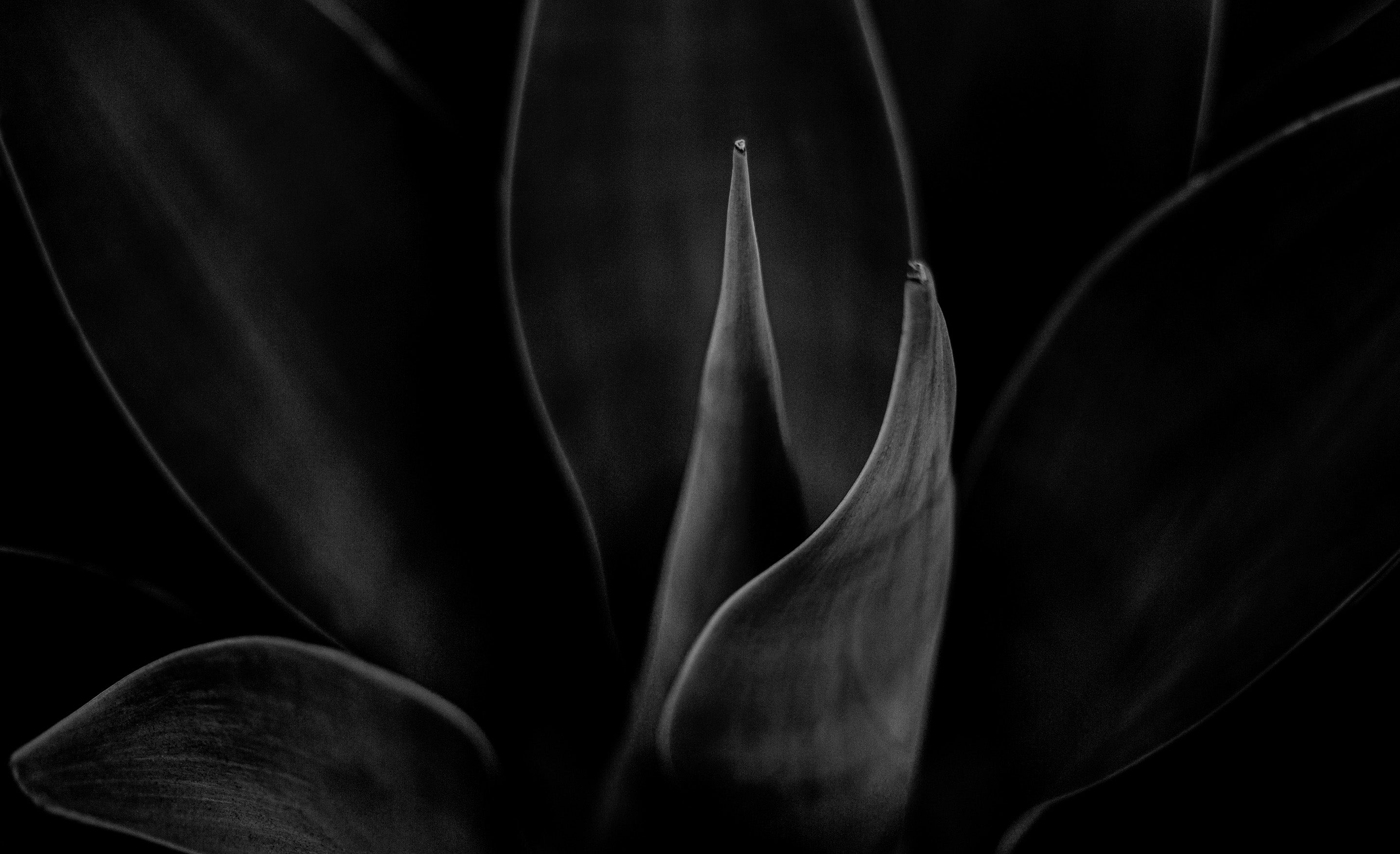 Metal print close up agave plant in black and white