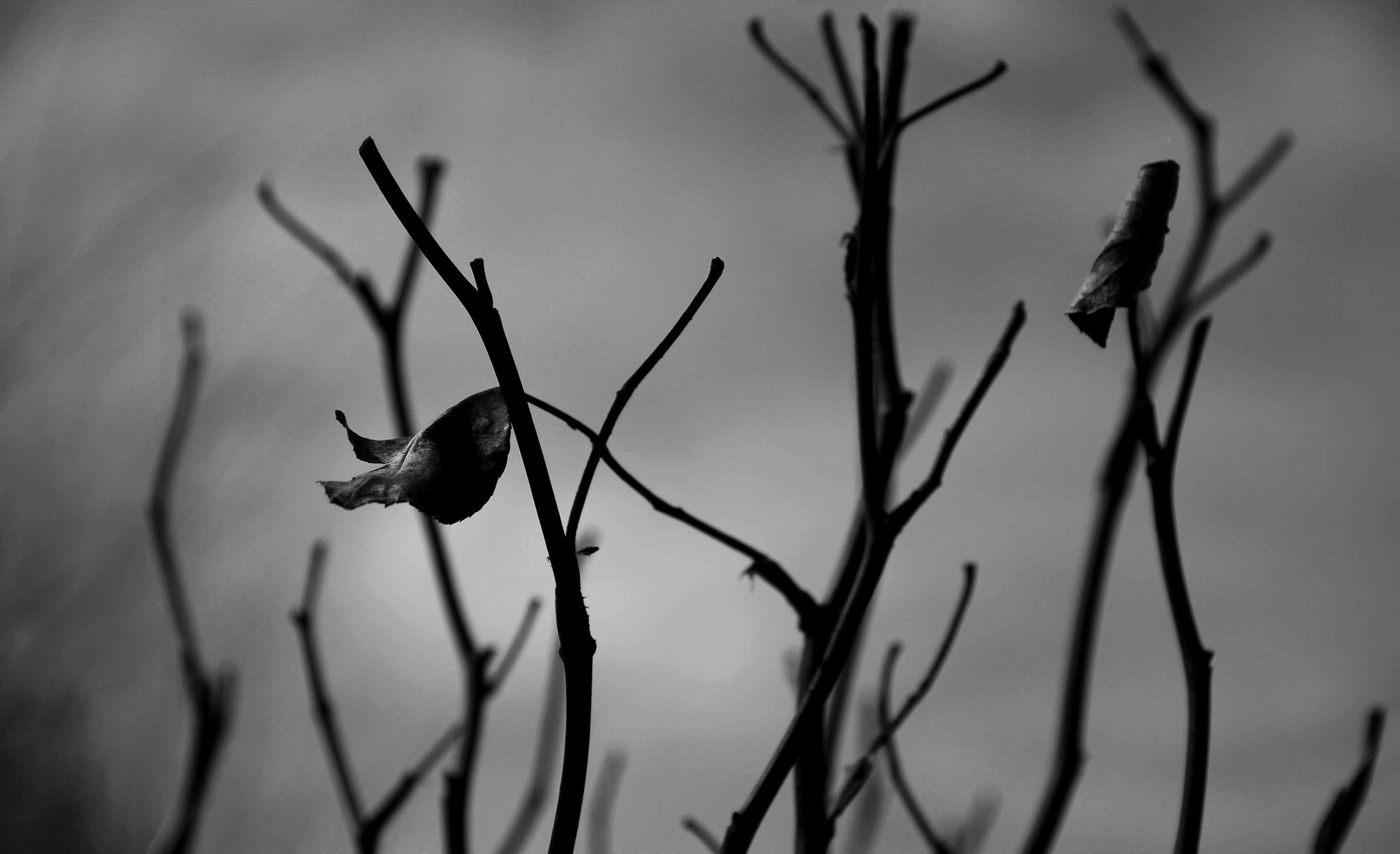 Black and white fine art photograph burnt leaves on bush blowing in wind