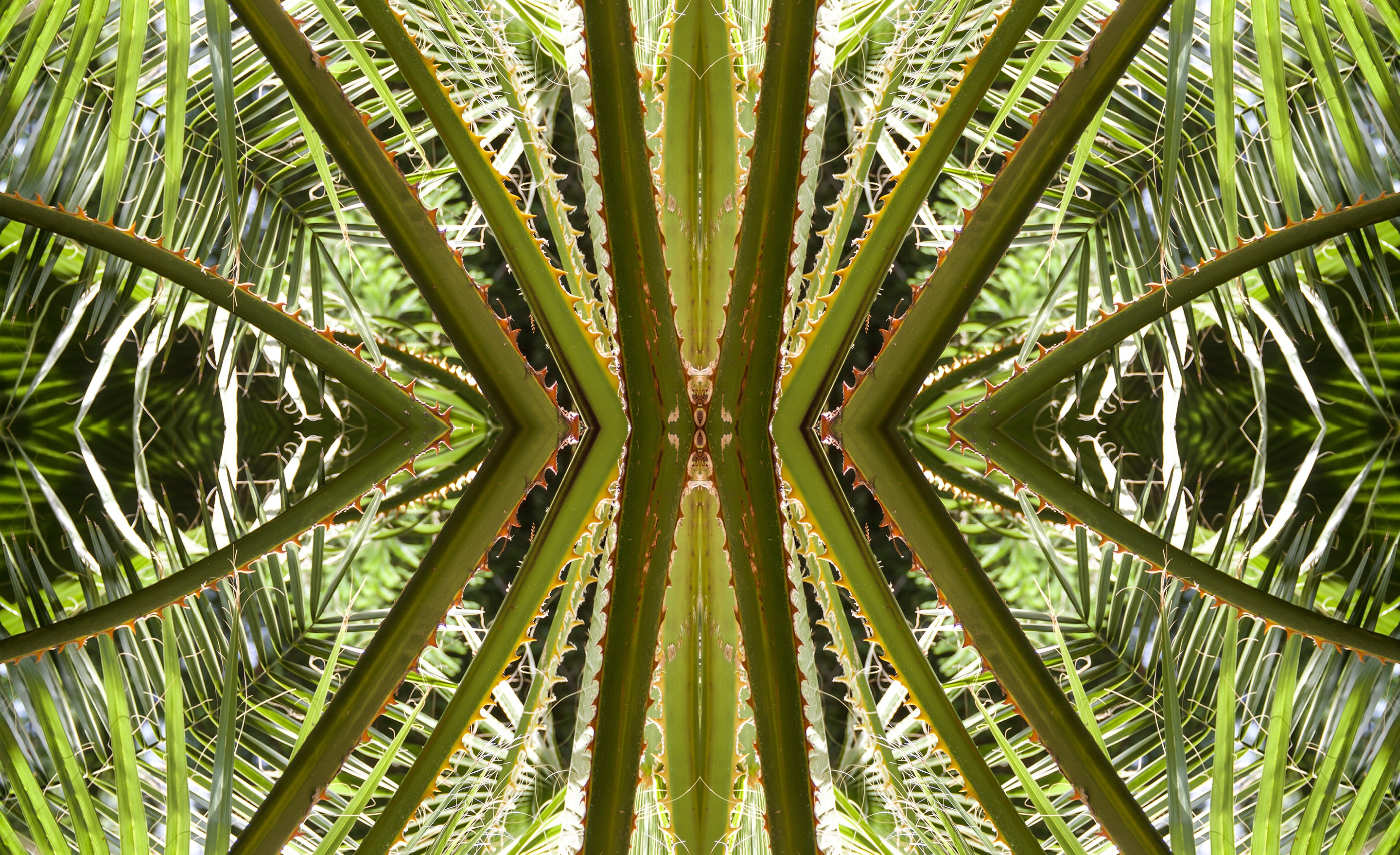 Mature palm tree with detailed fronds against a blurred natural background