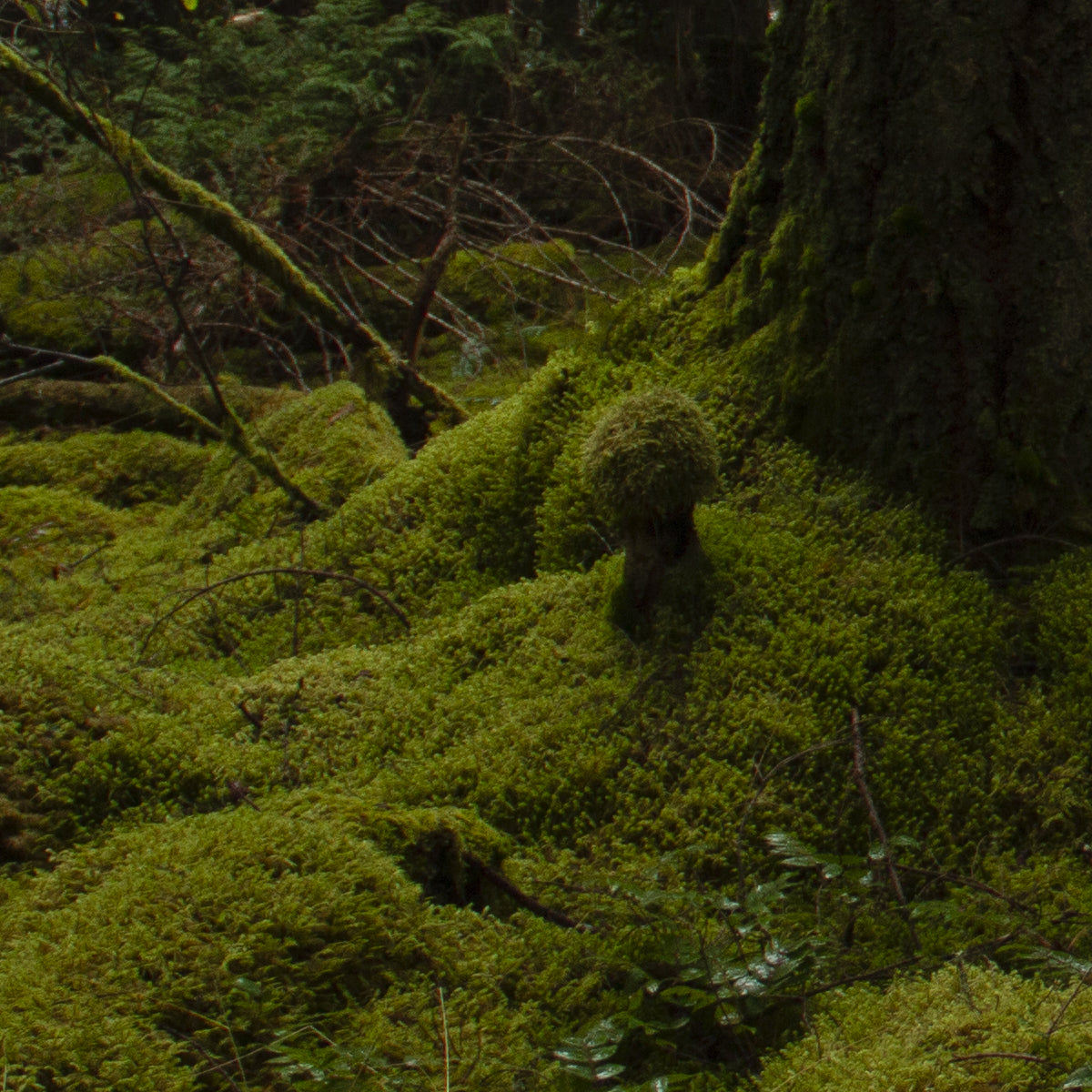 Moss-covered forest floor with trees and foliage in the background
