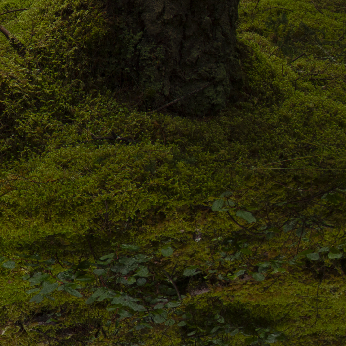 Close-up of a tree trunk with green moss and grass