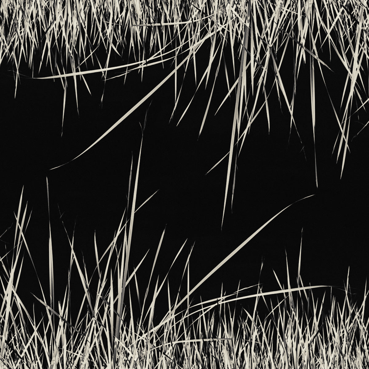 Black and white photo of grass against a black background