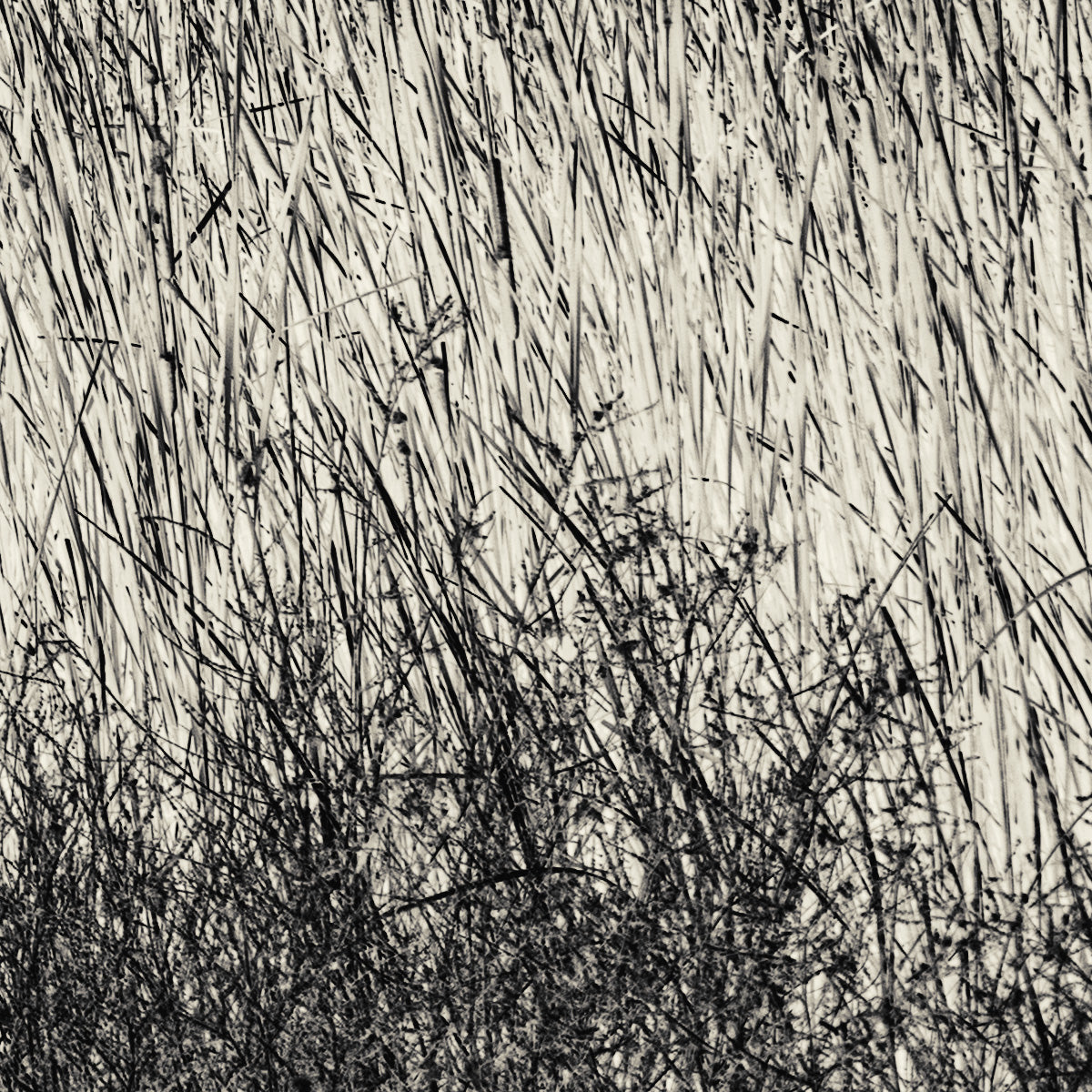 Black and white pattern of thin lines and shapes