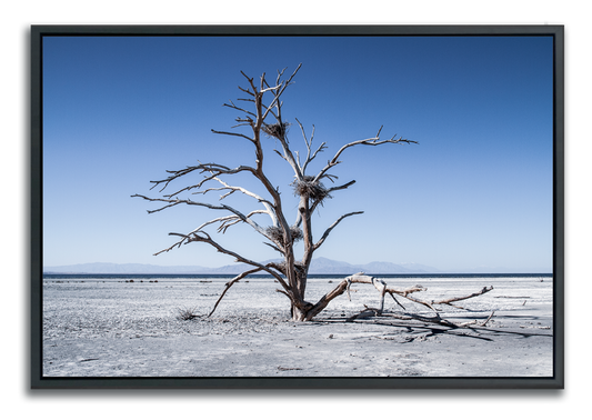 Dried desert tree with bird nests fine art photographic print in colour