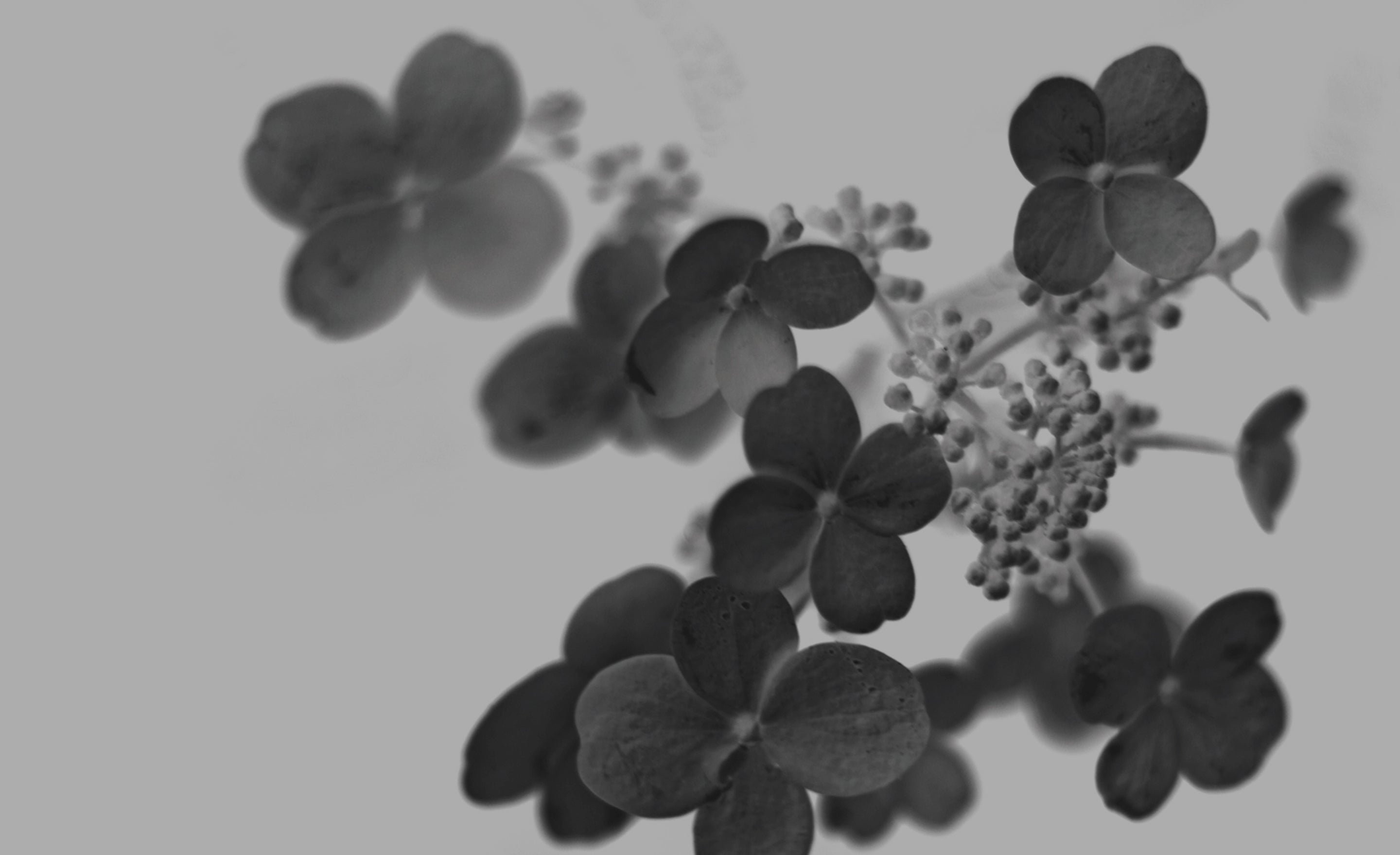 Black and white inverted photograph tiny white flowers closeup