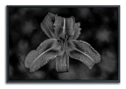 Fine art aluminum print black and white photograph closeup of daylily