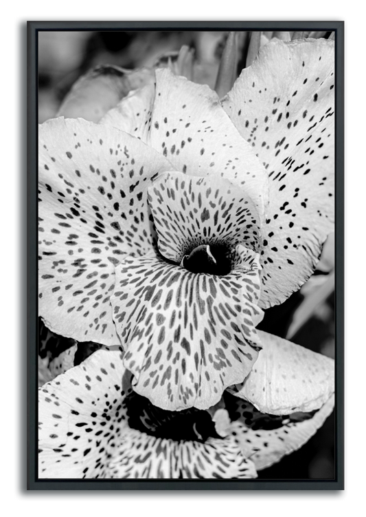 Black and white flower print framed closeup spotted lily