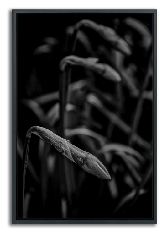 Fine art metal print close up of daffodil flower buds