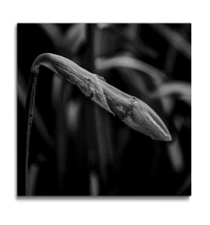Macro flower square metal print black and white photograph flower bud