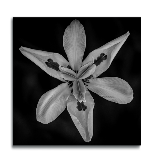 Metal flower wall art square print macro photograph fortnight lily