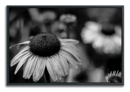 Flowers wall art framed black and white macro photograph echinacea cone flower in foreground