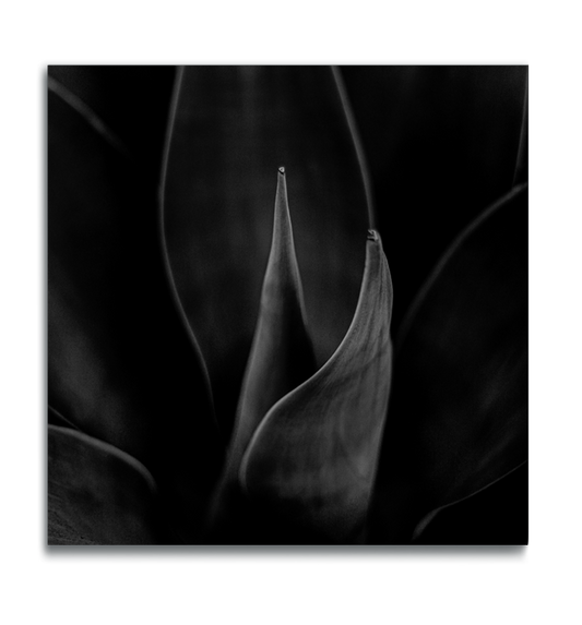 Cactus botanical print black and white photograph agave leaves